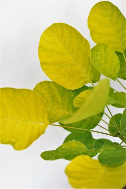 Скумпія шкіряста Голден Спіріт / Анкот 